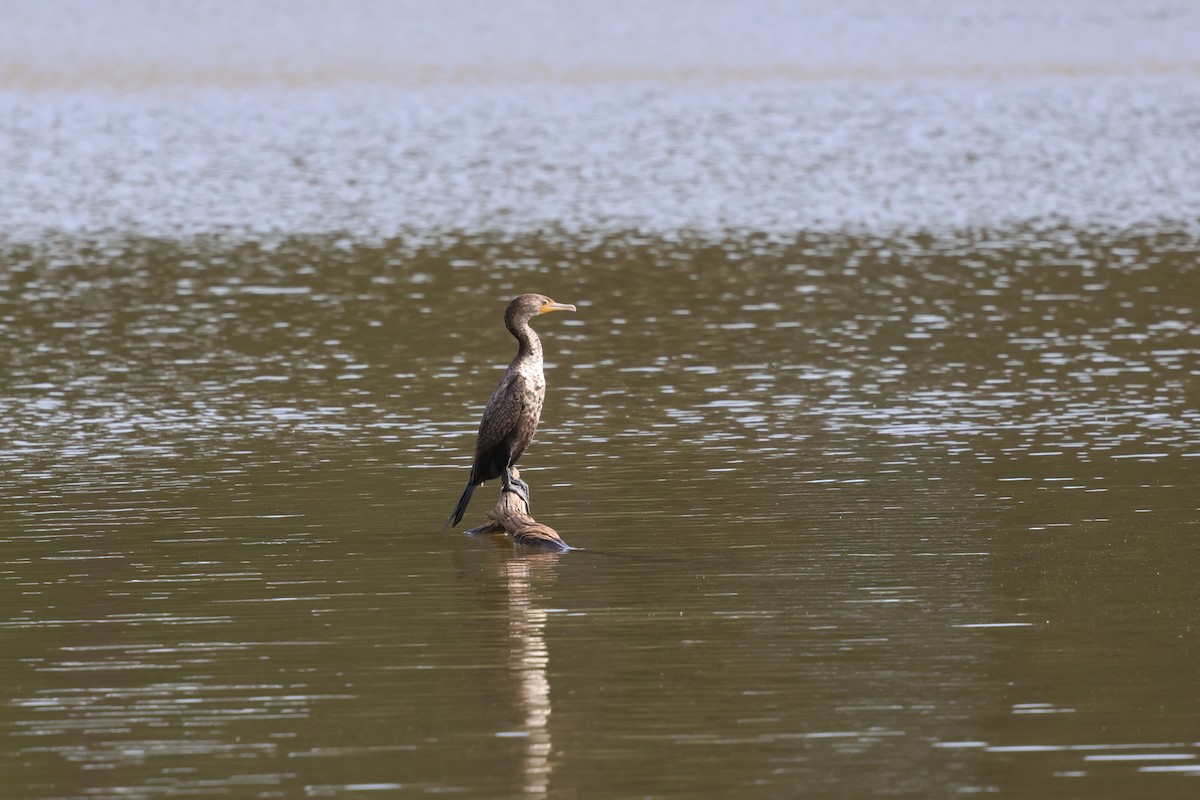 Double-crested Cormorant - ML633730984