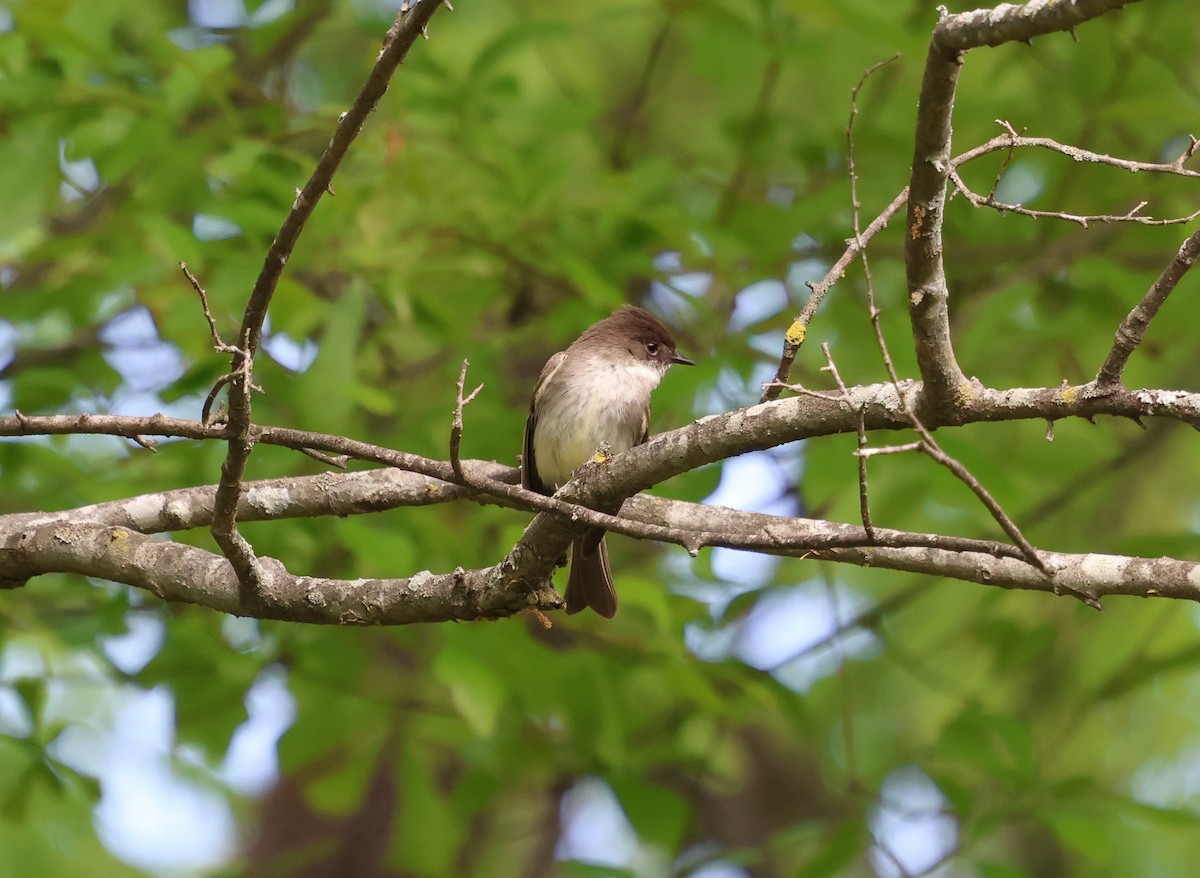 Eastern Phoebe - ML633731012