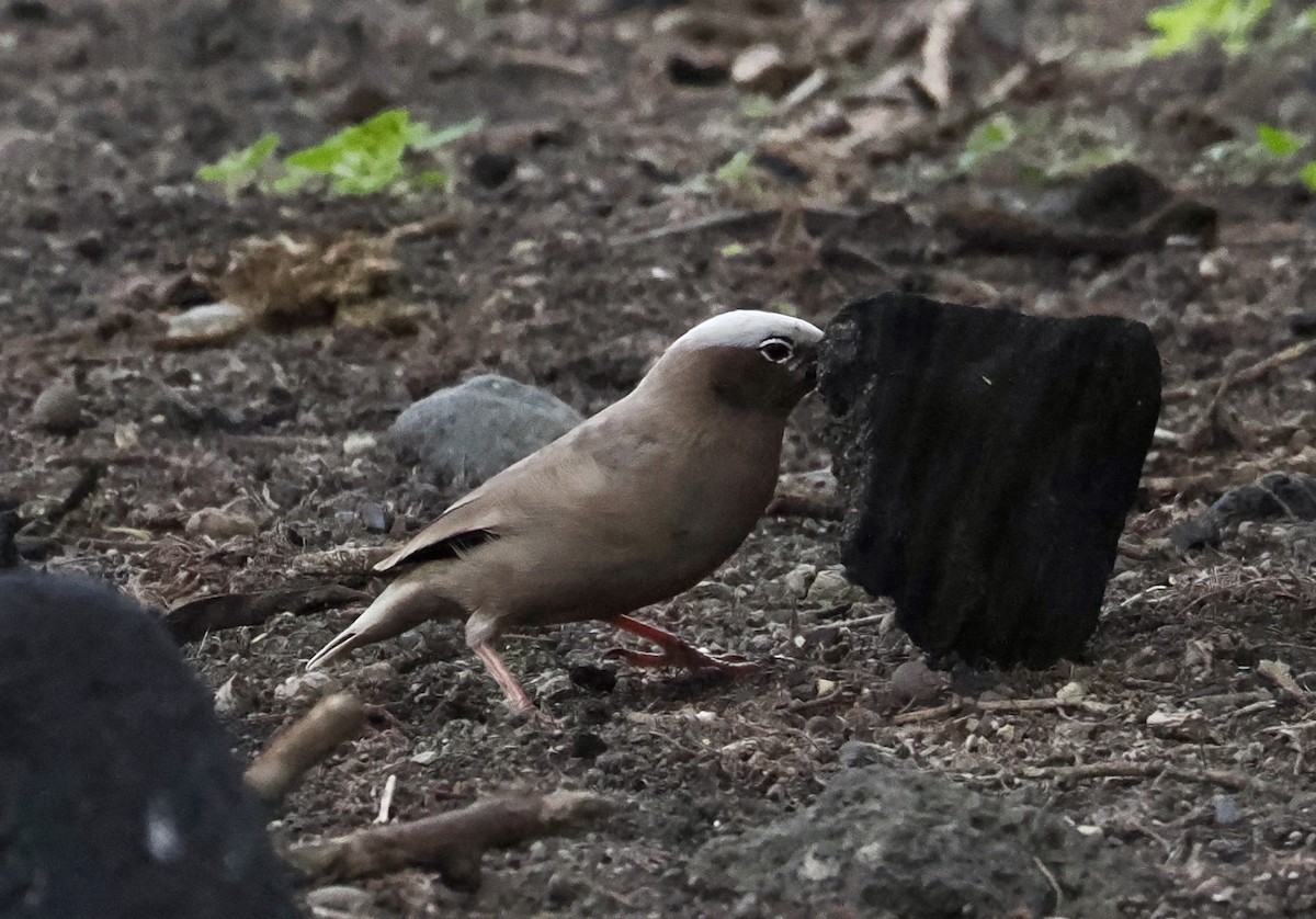 Gray-capped Social-Weaver - ML633731015
