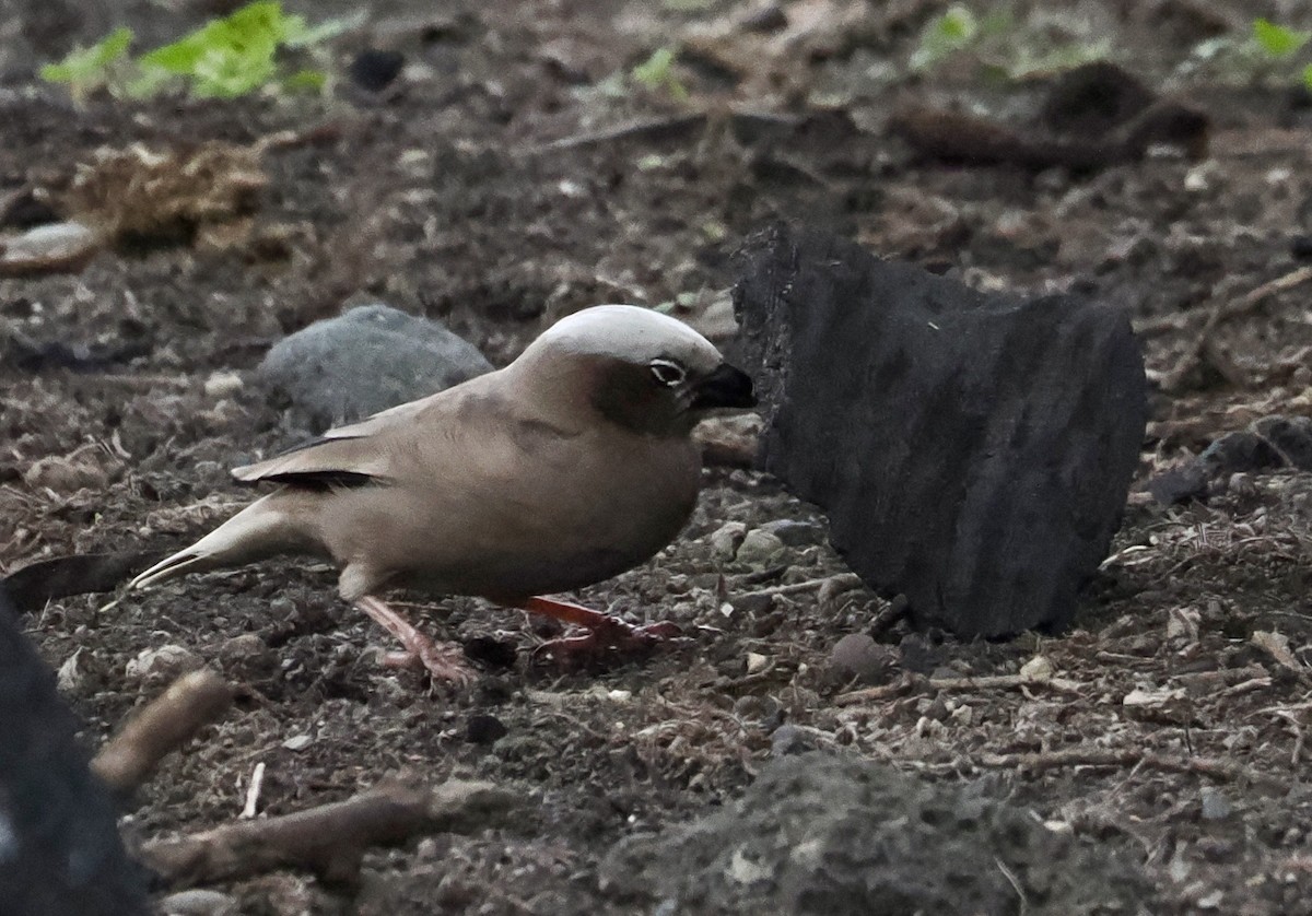 Gray-capped Social-Weaver - ML633731020