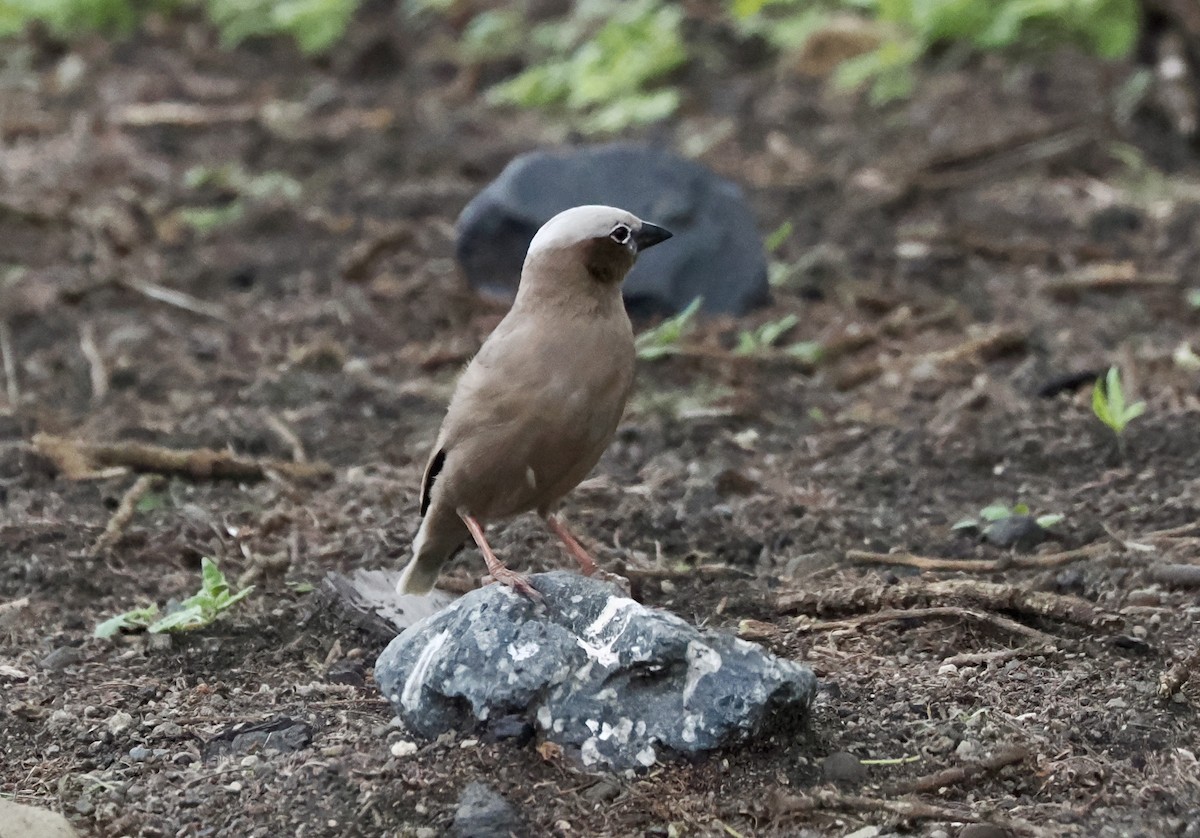 Gray-capped Social-Weaver - ML633731051