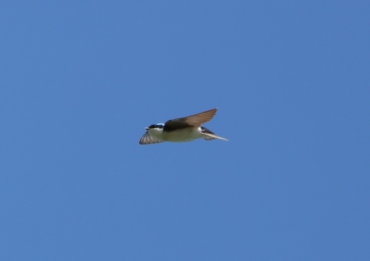 Tree Swallow - ML633731090