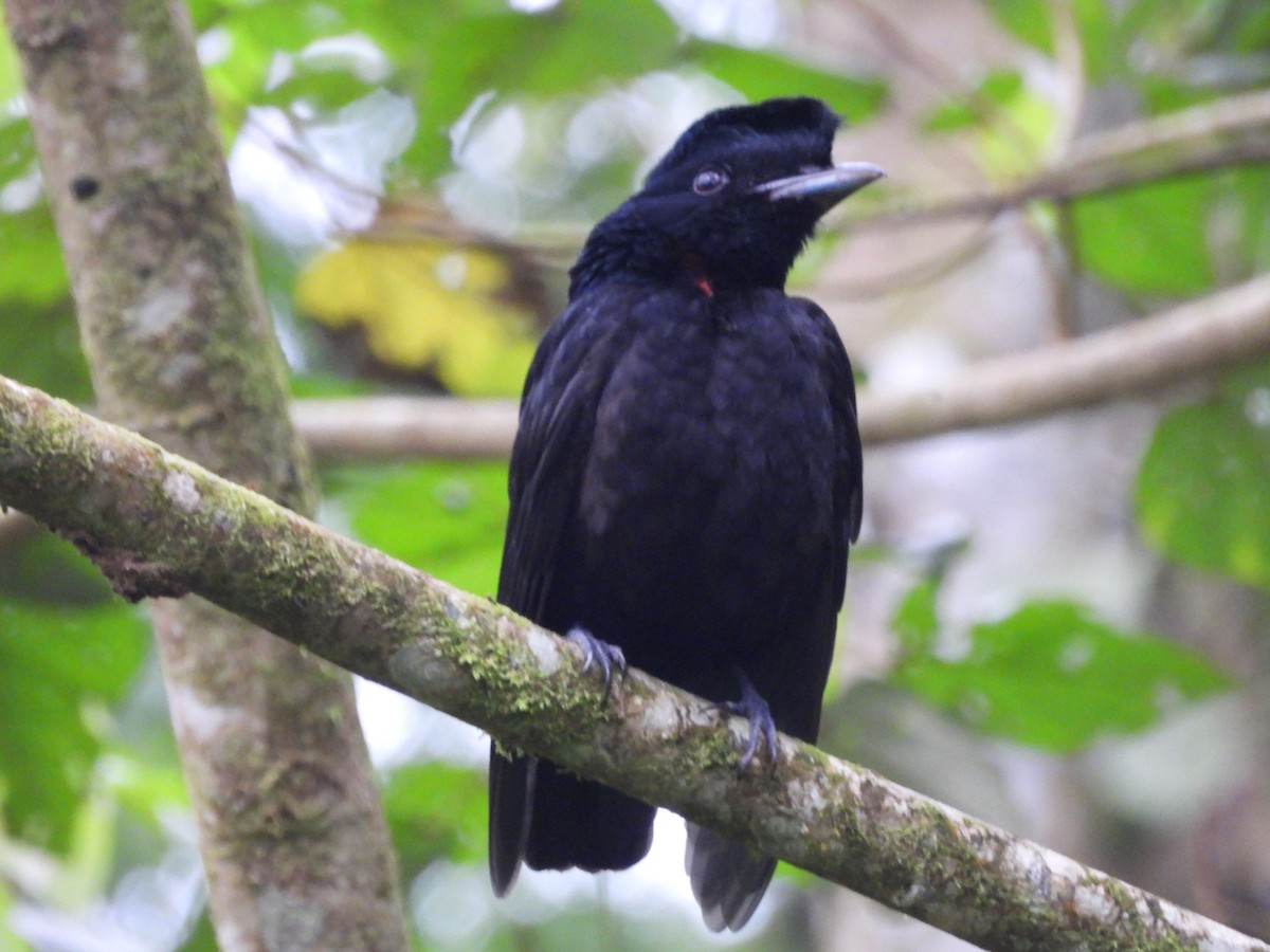 Bare-necked Umbrellabird - ML633731479