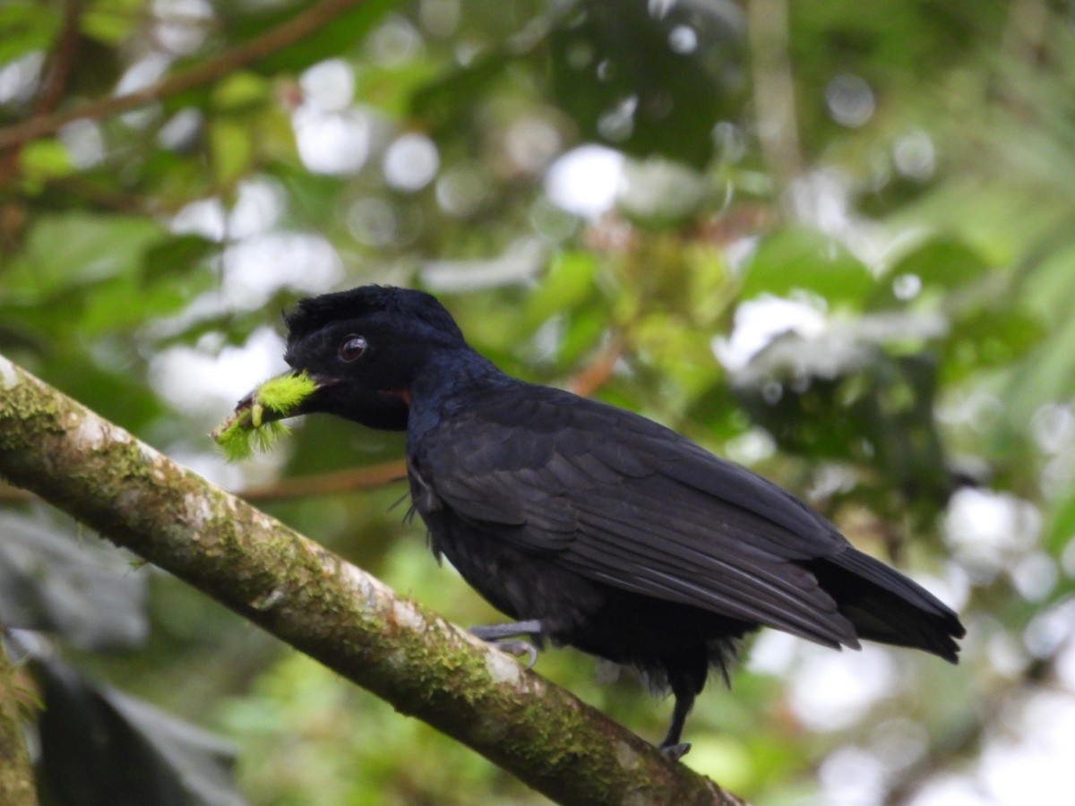 Bare-necked Umbrellabird - ML633731480