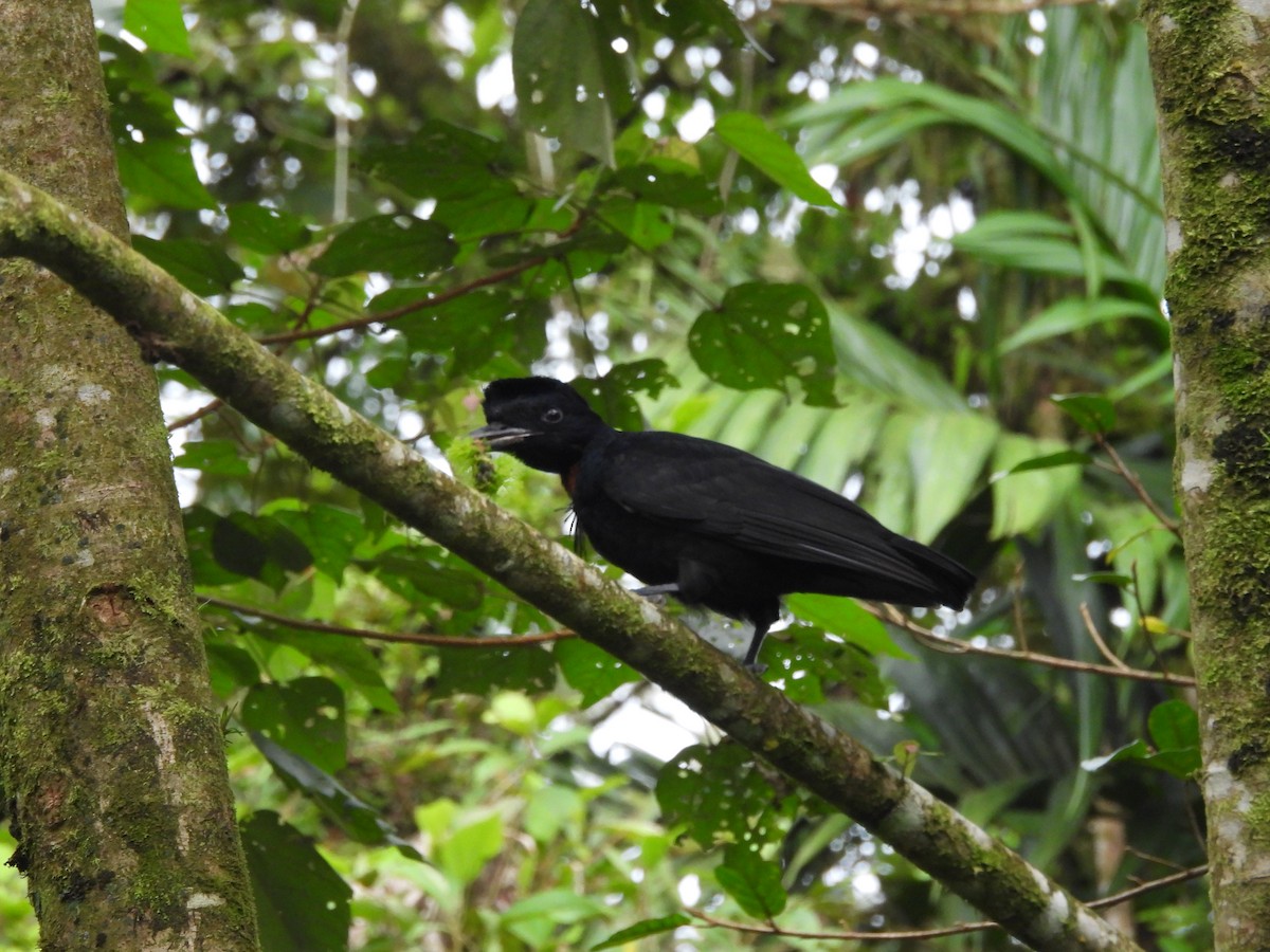 Bare-necked Umbrellabird - ML633731481