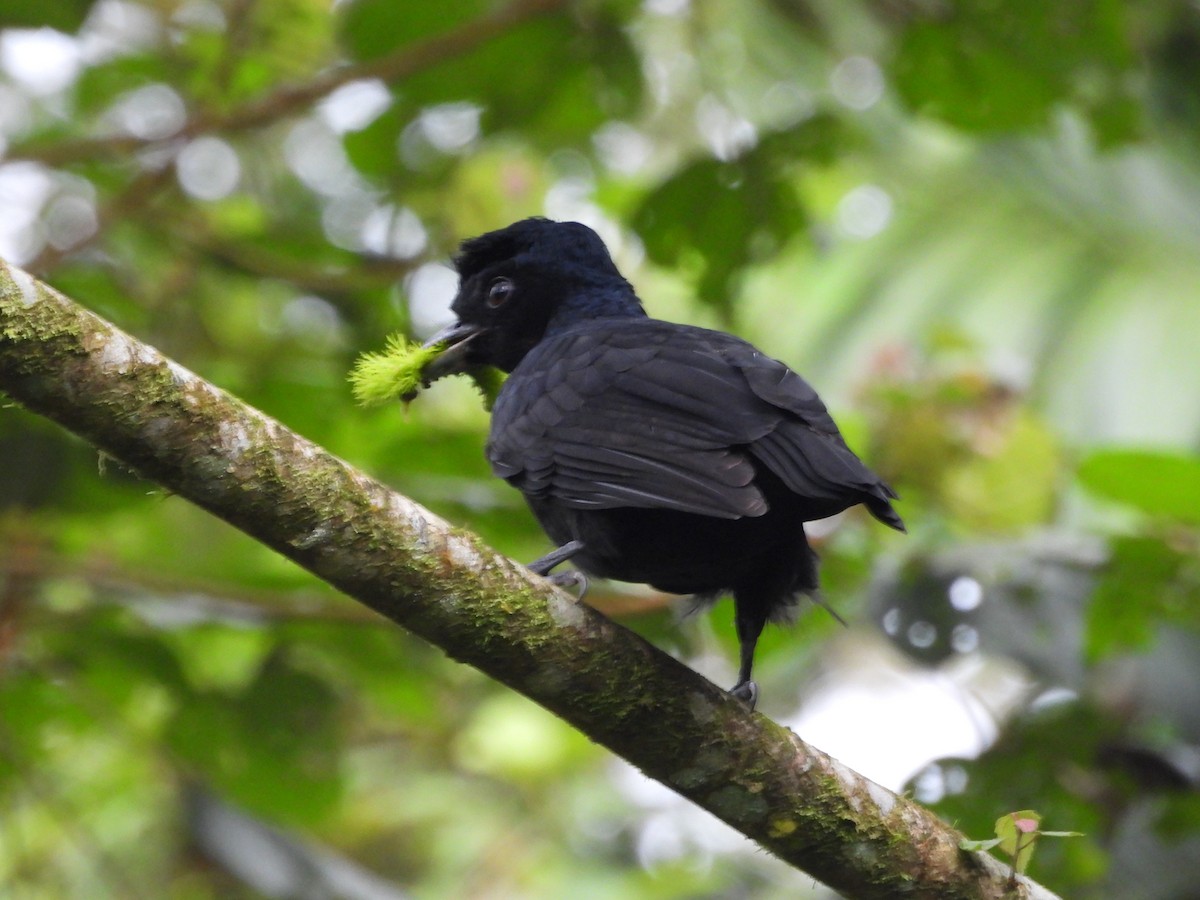 Bare-necked Umbrellabird - ML633731482