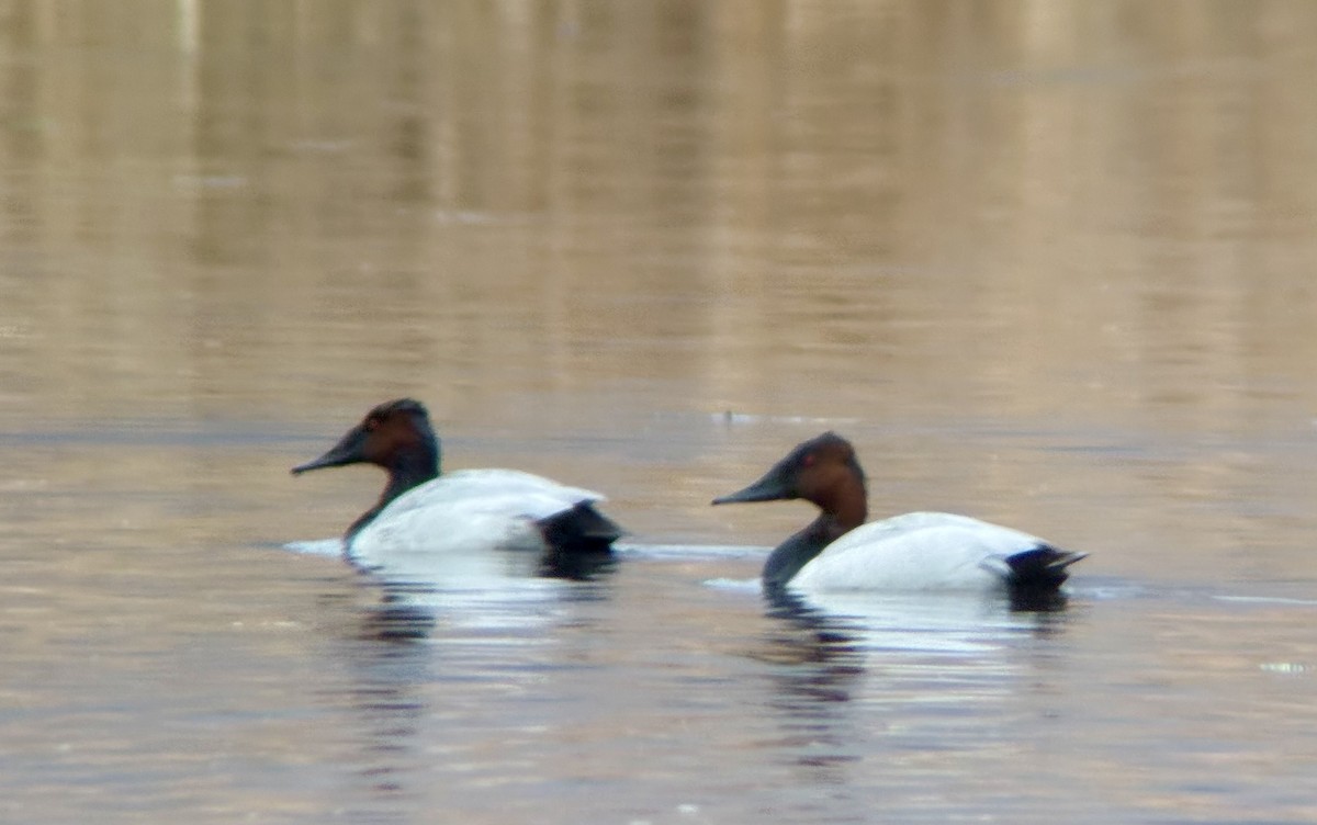 Canvasback - ML633731534