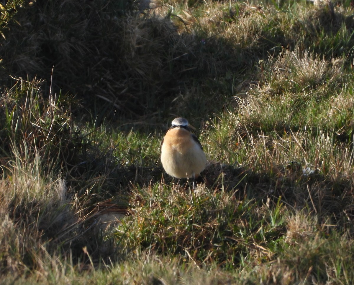 Northern Wheatear (Greenland) - ML633731585