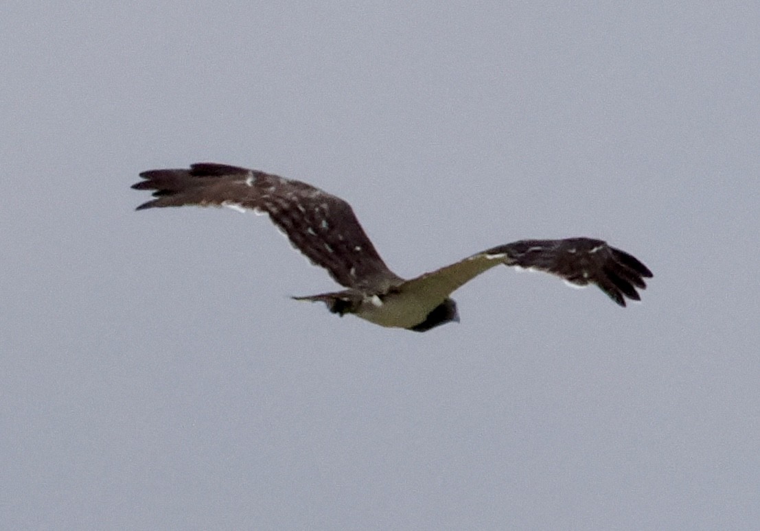 Black-chested Snake-Eagle - ML633731818