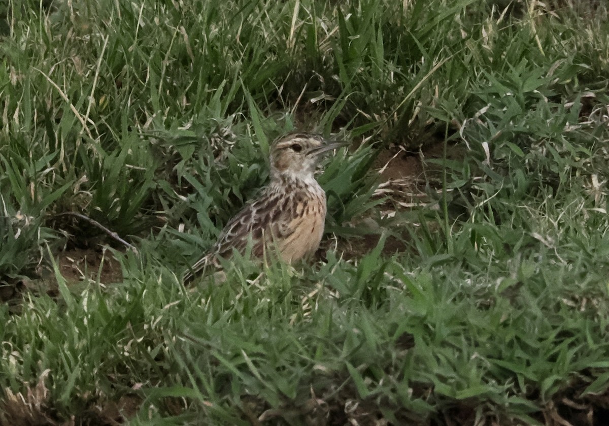 Beesley's Lark - ML633731833