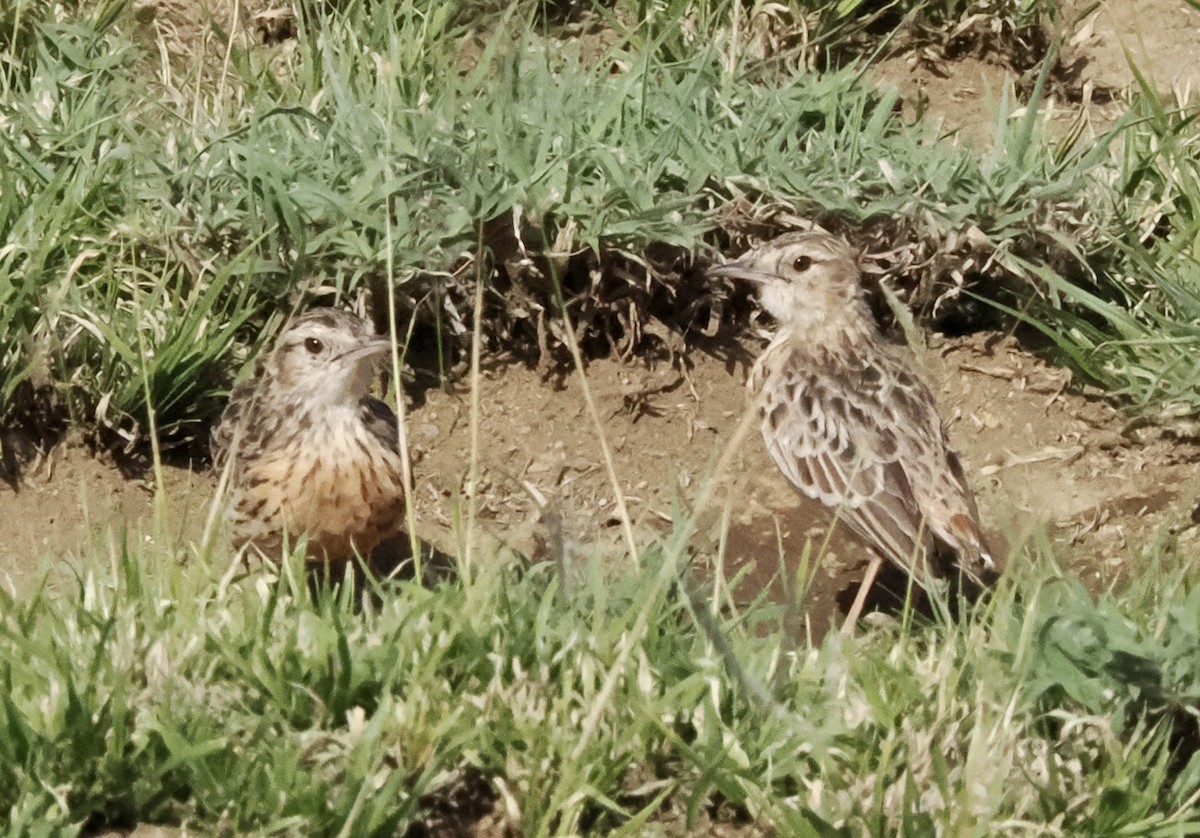 Beesley's Lark - ML633731847