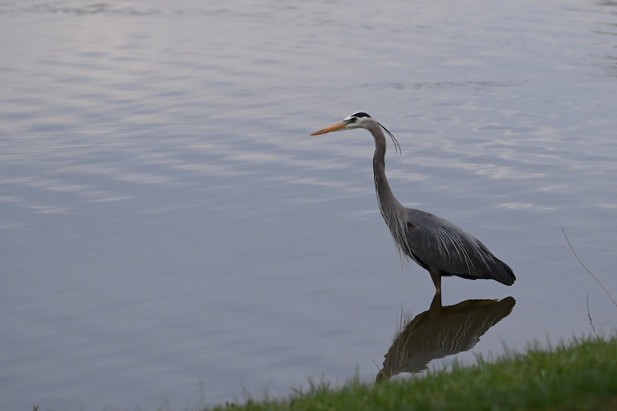 Great Blue Heron (Great Blue) - ML633731890