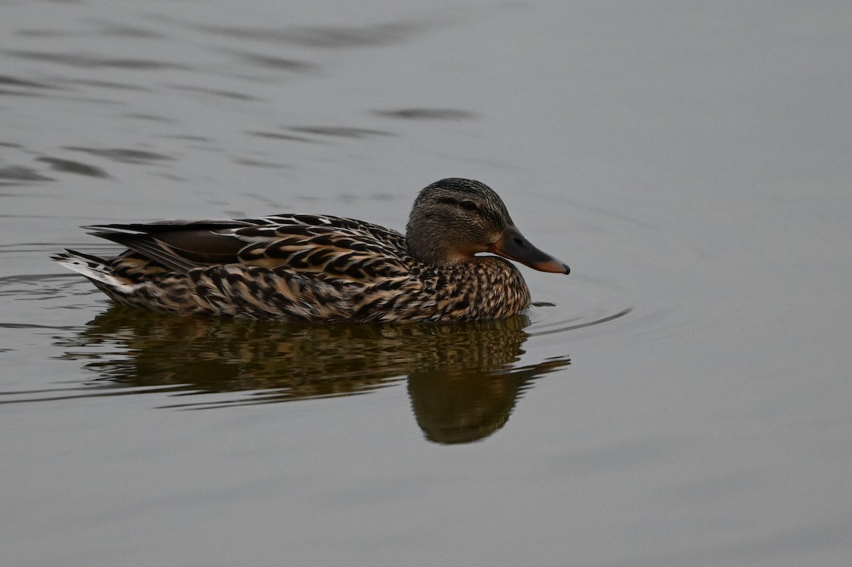 Mallard - ML633731905