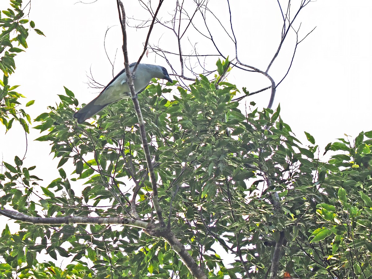 Buru Cuckooshrike - ML633732099