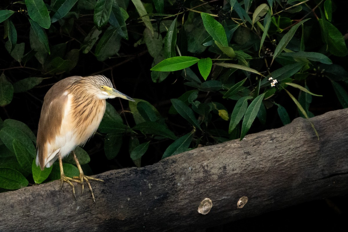 Squacco Heron - ML633732197