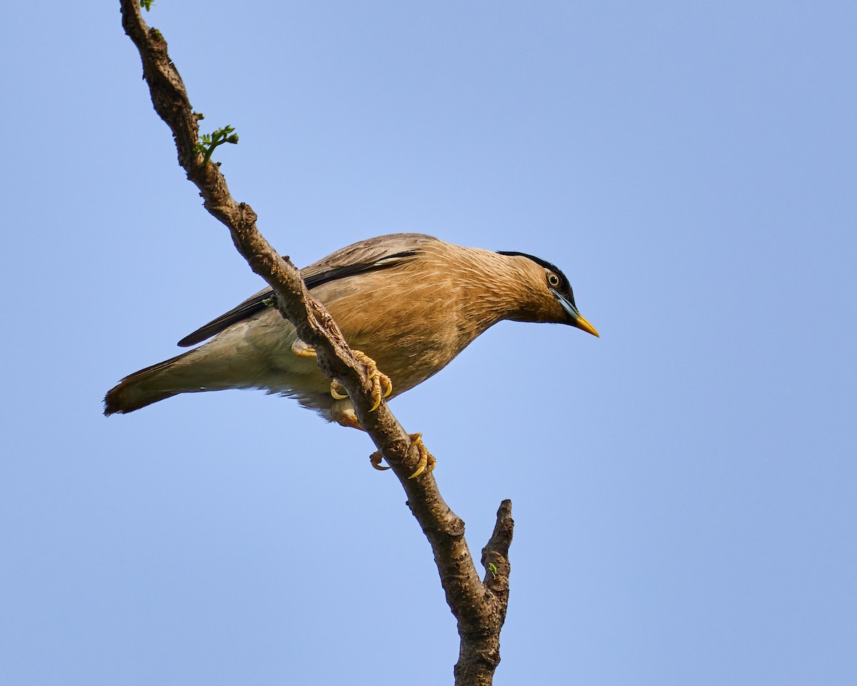 Brahminy Starling - ML633732260