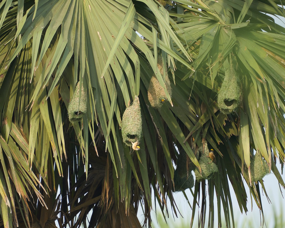 Baya Weaver - ML633732278