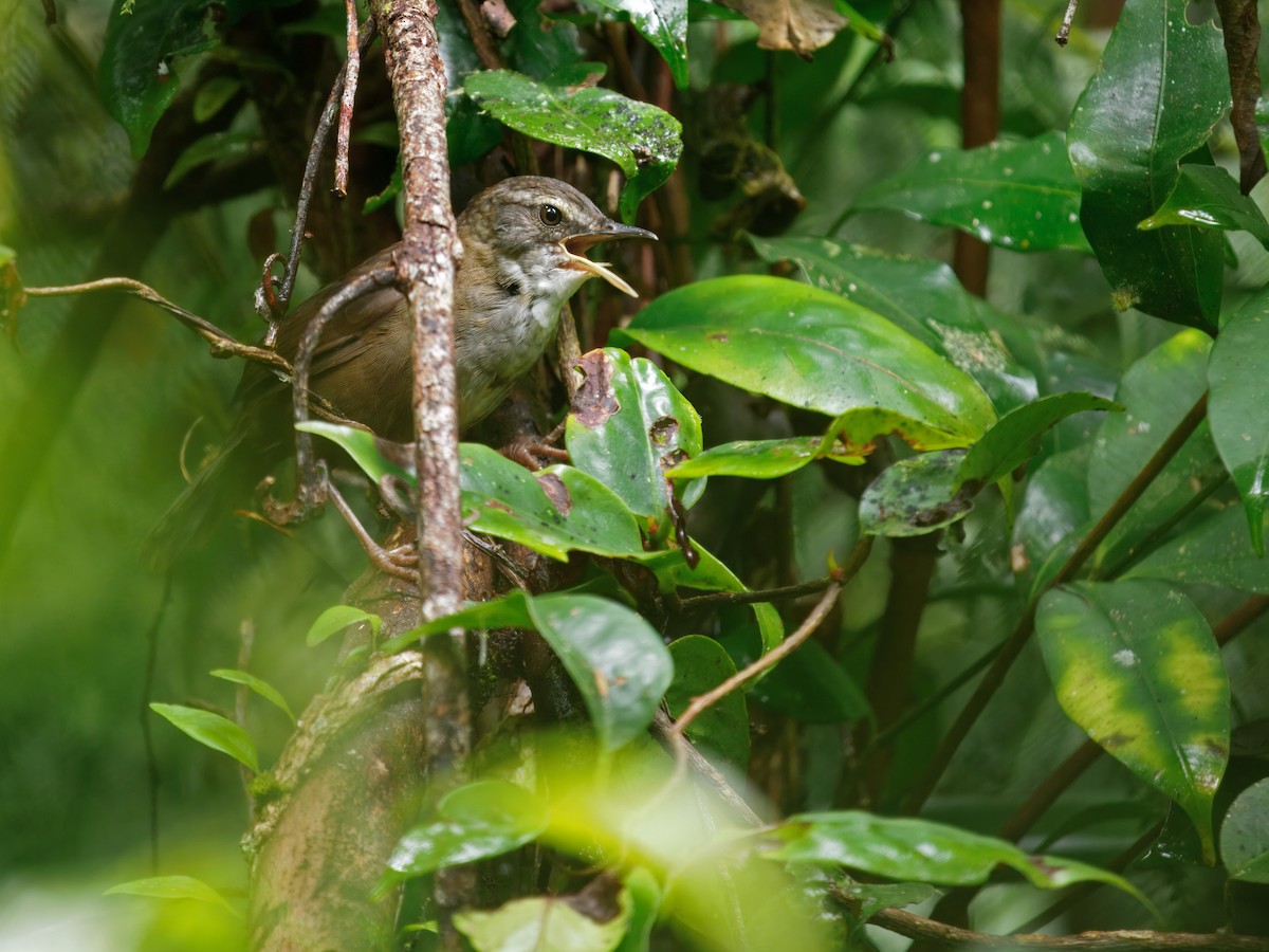Buru Bush Warbler - ML633732383