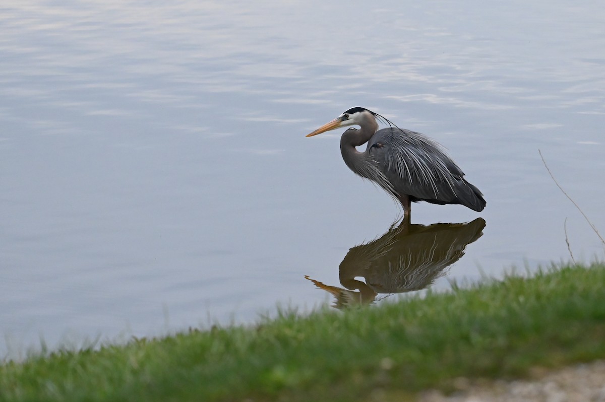 Great Blue Heron (Great Blue) - ML633732448