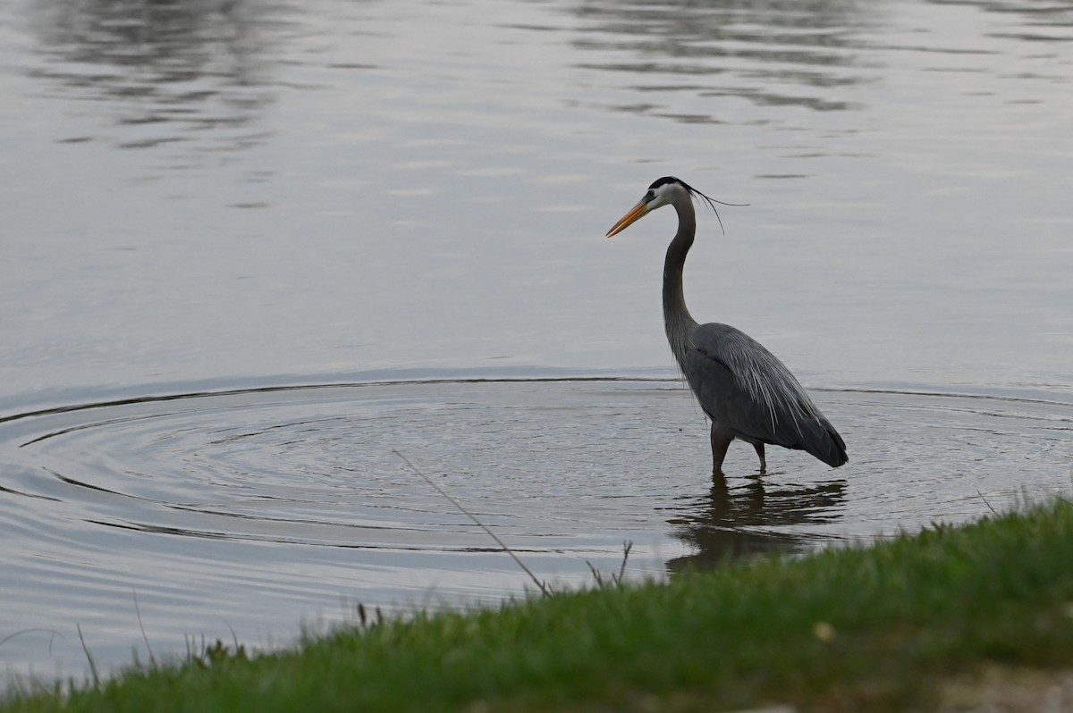 Great Blue Heron (Great Blue) - ML633732766