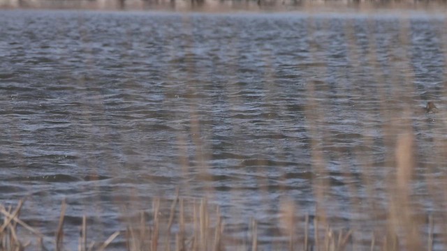 Ring-necked Duck - ML633732769