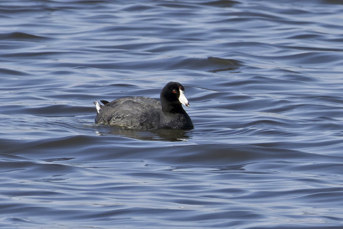Indianerblässhuhn - ML633732824