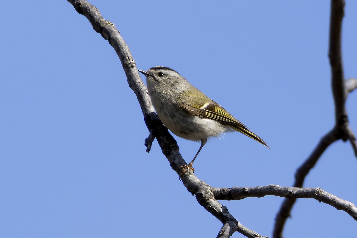 Indianergoldhähnchen - ML633732836