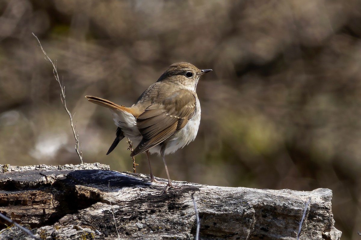 Einsiedler-Musendrossel - ML633732849