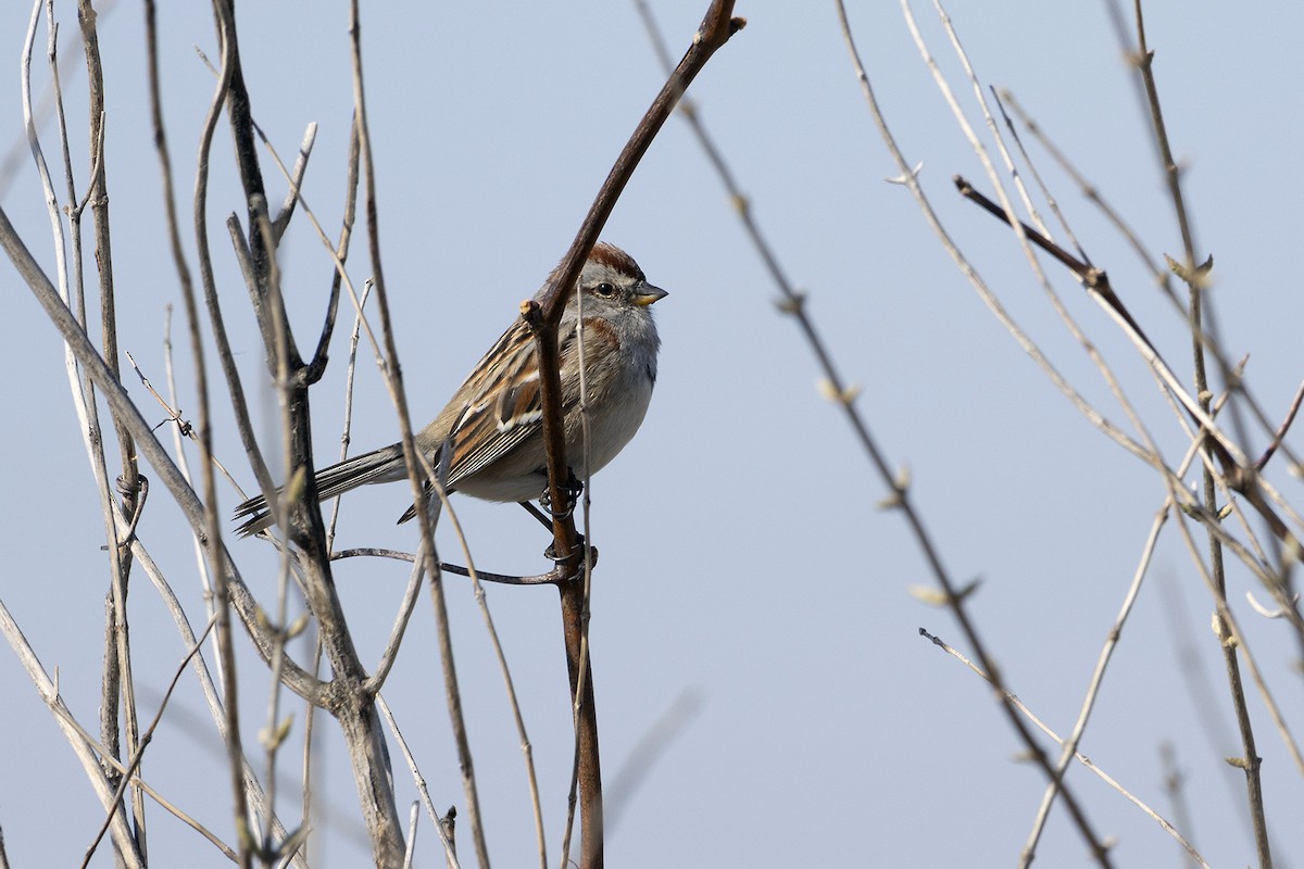 Baumammer - ML633732902