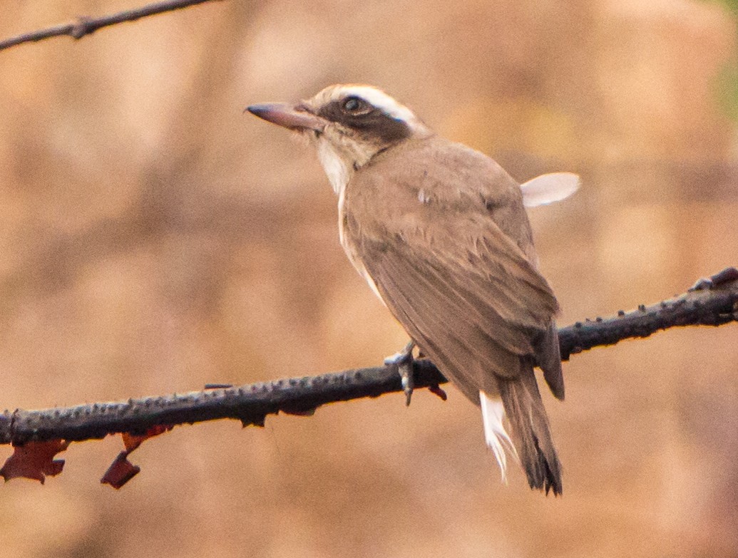 Common Woodshrike - ML633732915