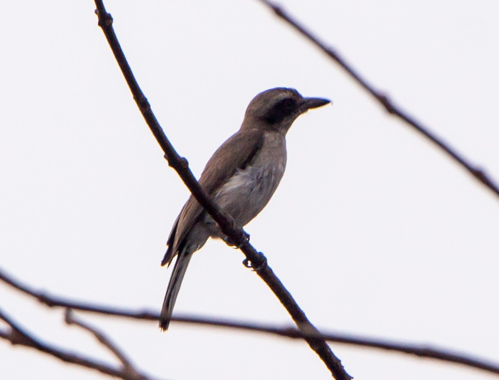 Common Woodshrike - ML633732916