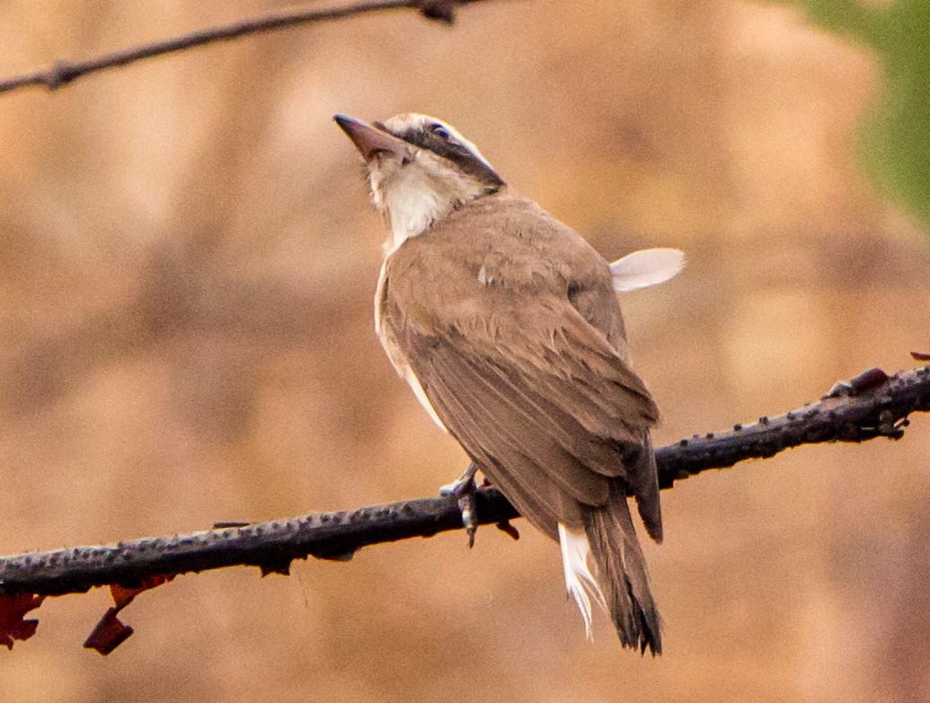 Common Woodshrike - ML633732917