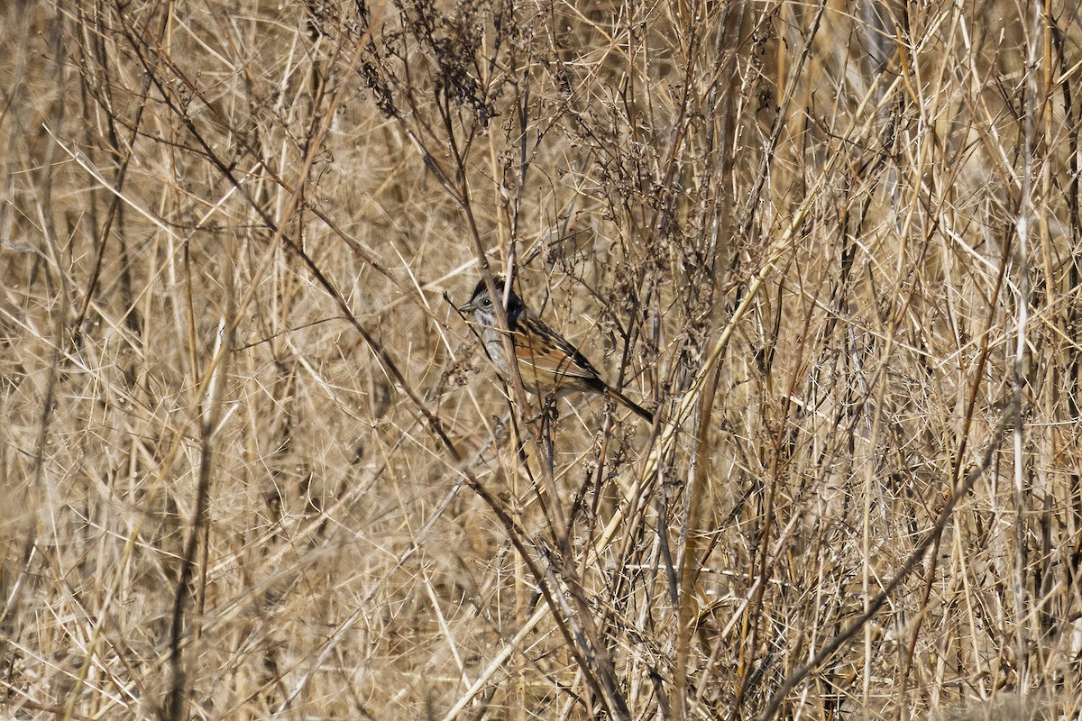 Sumpfammer - ML633732927