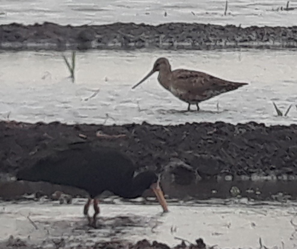 Hudsonian Godwit - ML633732967