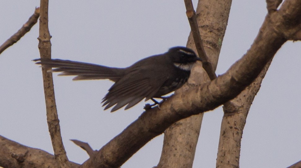 Spot-breasted Fantail - ML633732973