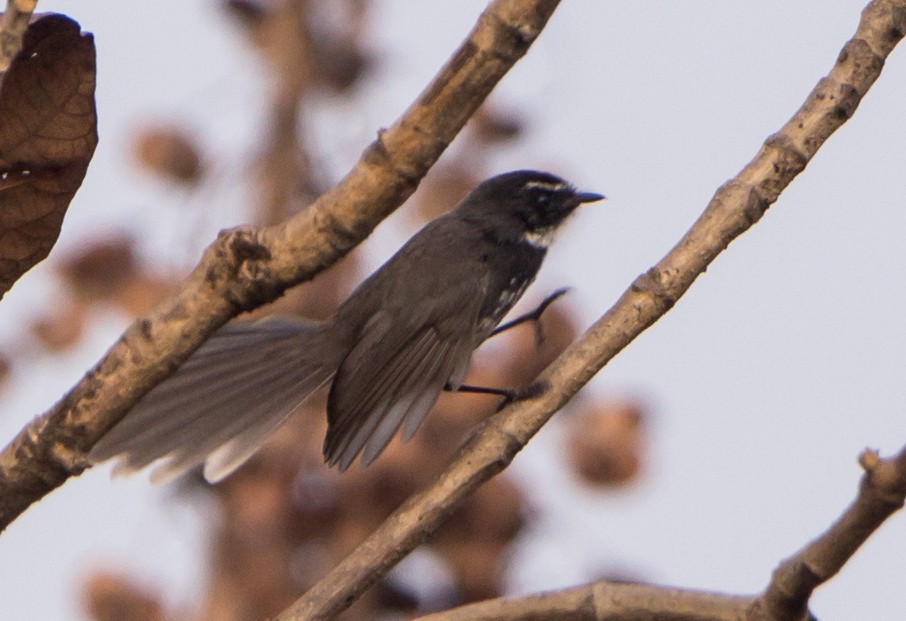 Spot-breasted Fantail - ML633732974