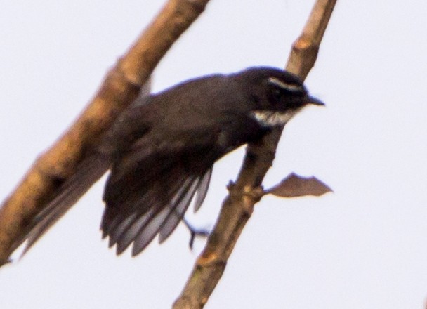 Spot-breasted Fantail - ML633732975