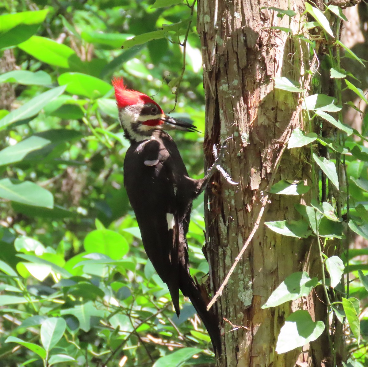 Pileated Woodpecker - ML633732995