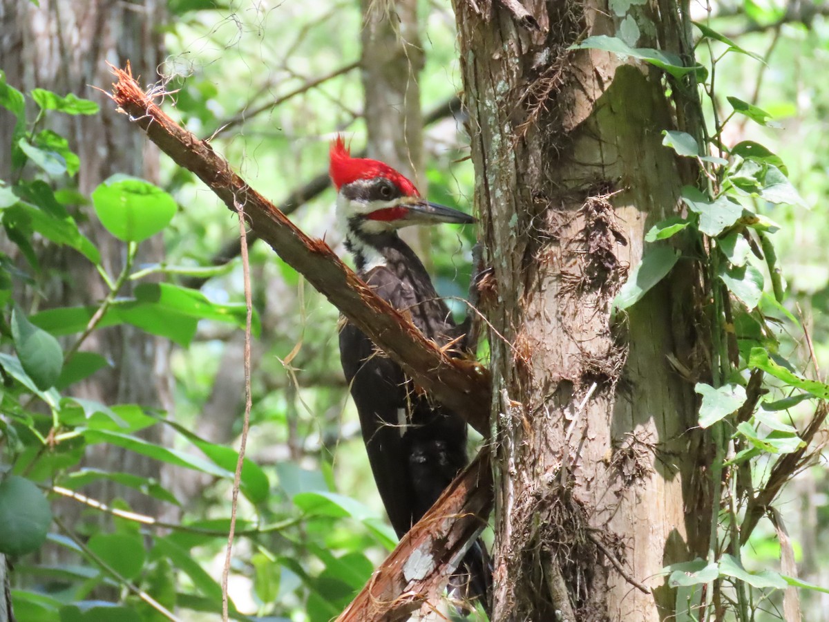 Pileated Woodpecker - ML633732996