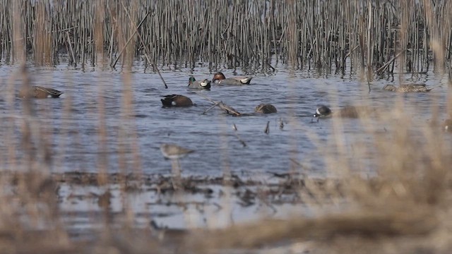 Blue-winged Teal - ML633733029