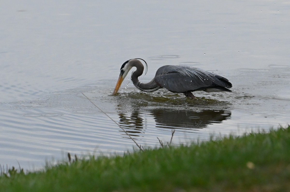 Great Blue Heron (Great Blue) - ML633733039