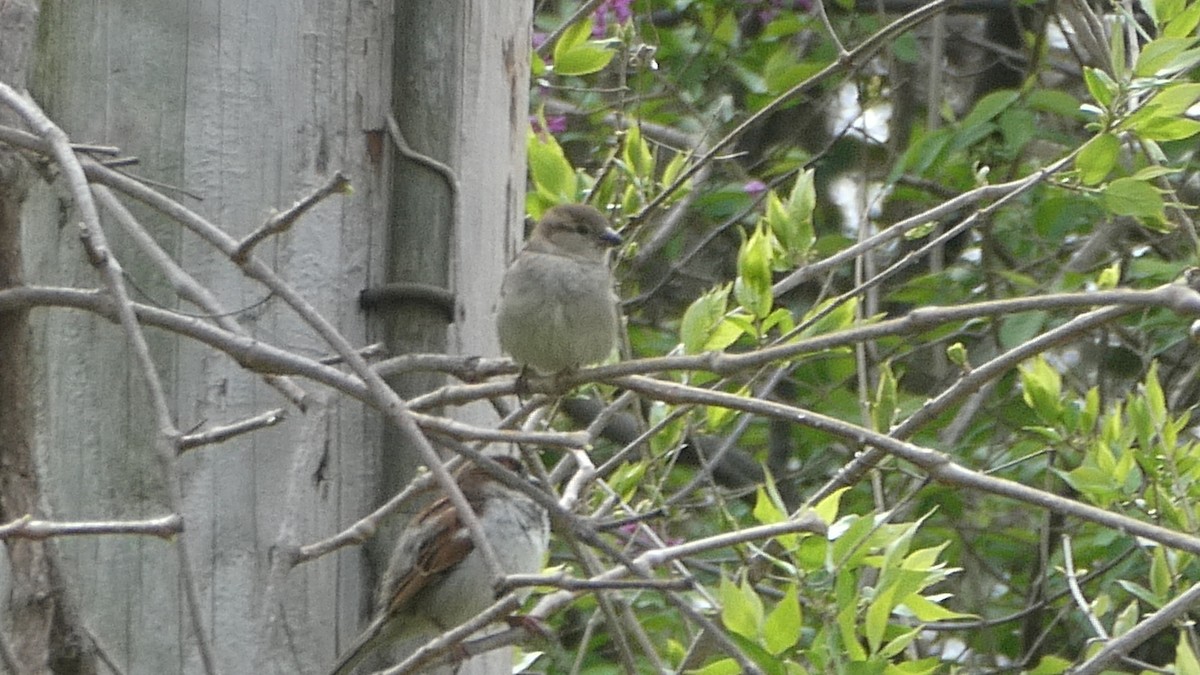 House Sparrow - ML633733045