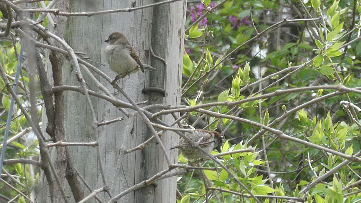 House Sparrow - ML633733046