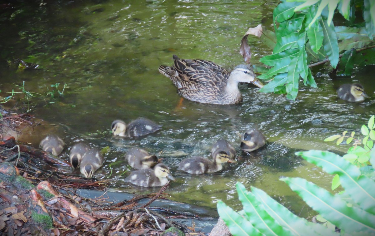 Mottled Duck - ML633733062