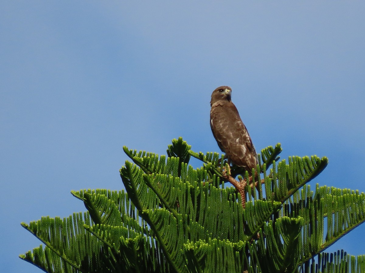Red-tailed Hawk - ML633733105