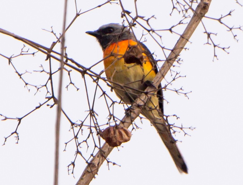 Small Minivet - ML633733114