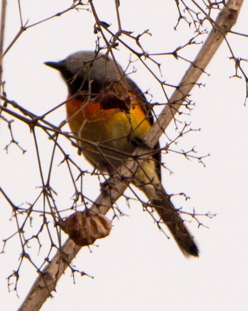 Small Minivet - ML633733115