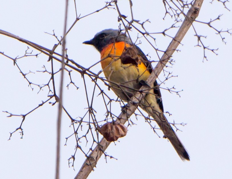 Small Minivet - ML633733116