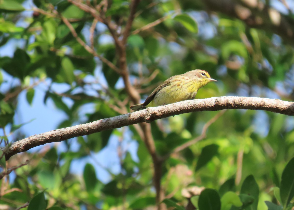 Palm Warbler - ML633733136