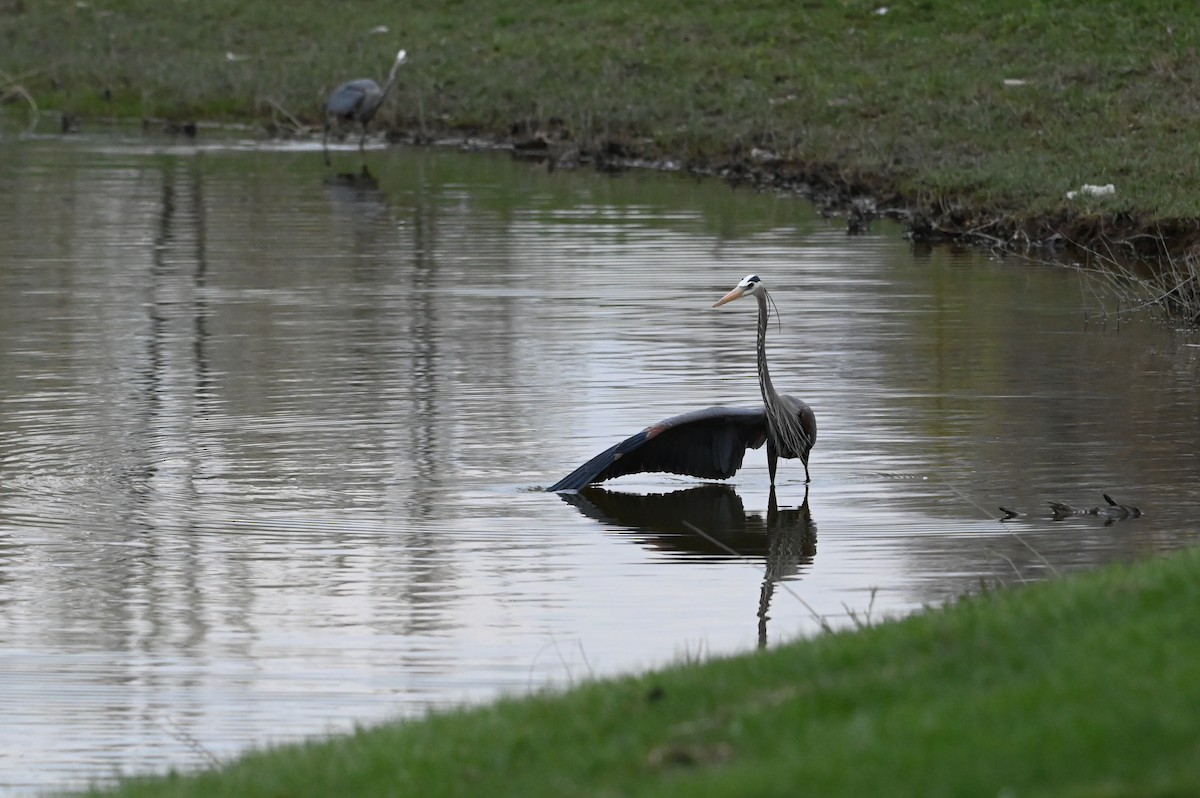Great Blue Heron (Great Blue) - ML633733315
